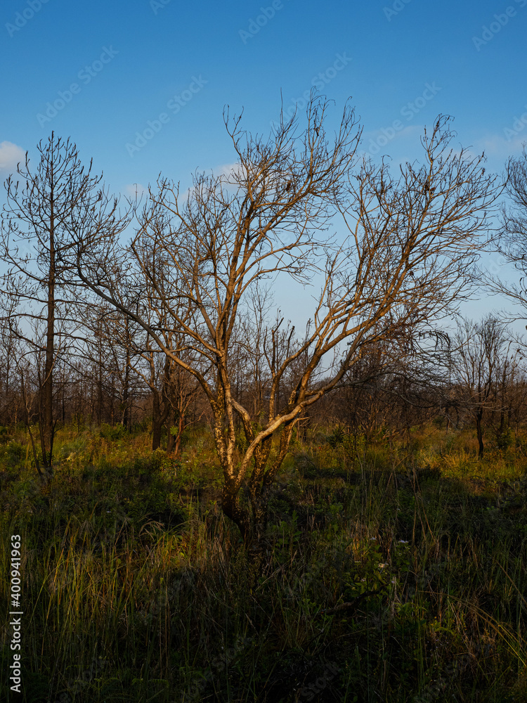 Leafles tree in winter forest. Thailand winter season nature landscape