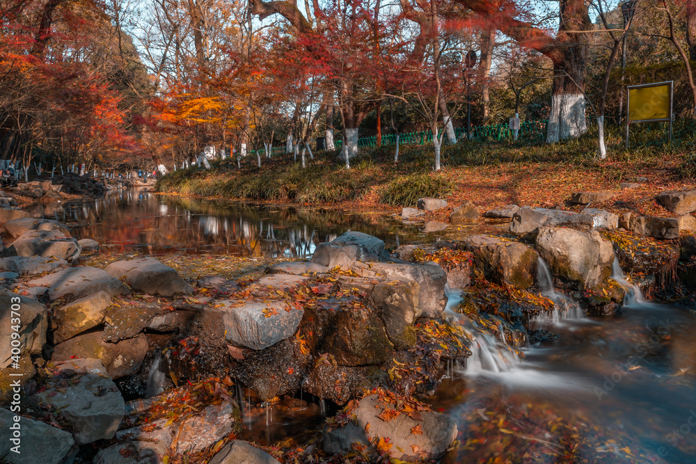 Maple tree forest and a creek in a park in Hangzhou, China, autumn time.