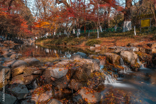 Maple tree forest and a creek in a park in Hangzhou, China, autumn time. photo