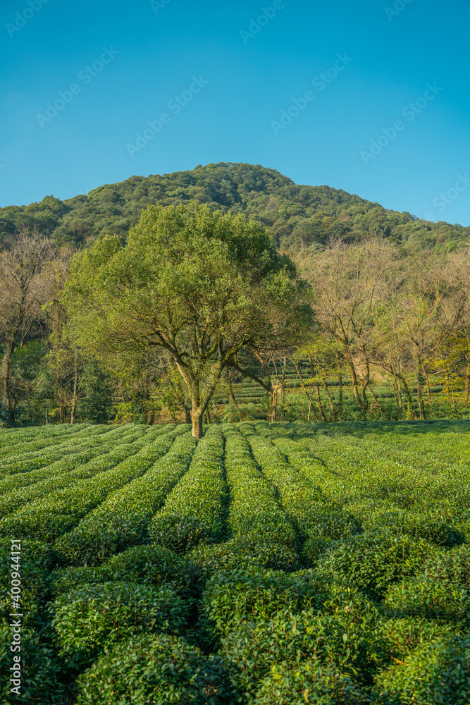 Tea plantation in Hangzhou, China. Tea plantation in Hangzhou, China.