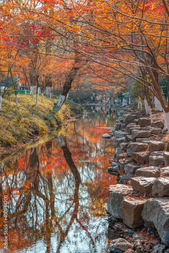 Maple tree forest and a creek in a park in Hangzhou, China, autumn time. photo