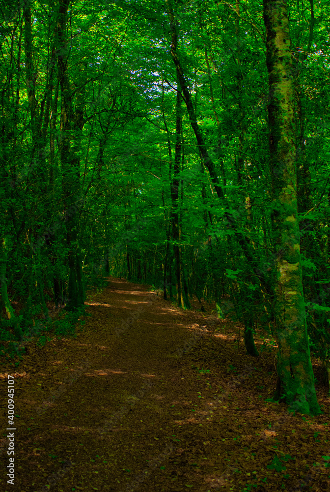 Obraz premium Forest on the road to Santiago by Roncesvalles