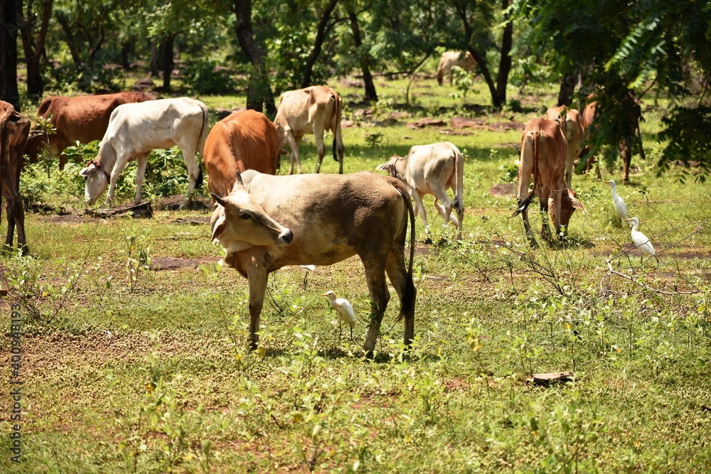 Herd of cows grazing on a jungle field. Herd of cows grazing on a jungle field.