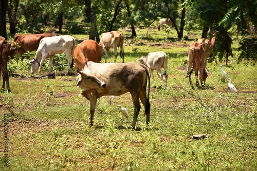 Herd of cows grazing on a jungle field.
