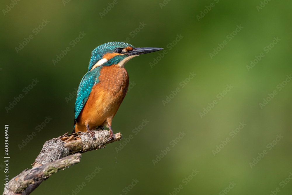 Eisvogel (Alcedo atthis) Jungvogel Eisvogel (Alcedo atthis) Jungvogel