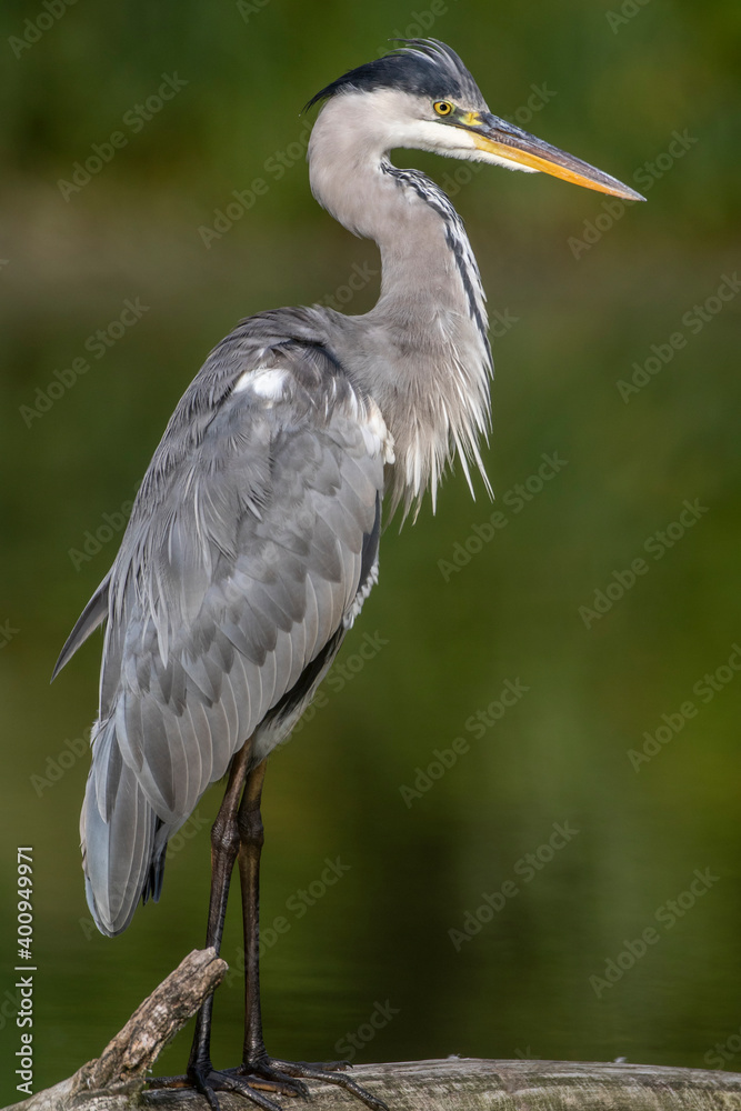 Obraz premium Graureiher (Ardea cinerea)