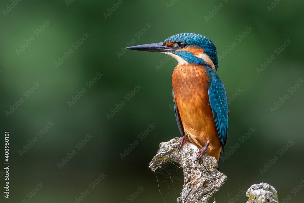 Fototapeta premium Eisvogel (Alcedo atthis) Jungvogel
