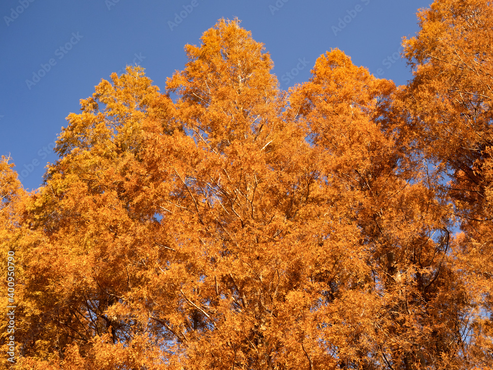 Fototapeta premium 東京都 水元公園のメタセコイアの黄葉