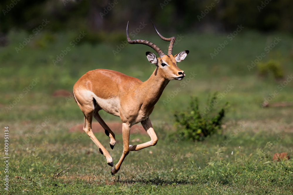 impala antelope in kruger national park impala antelope in kruger national park