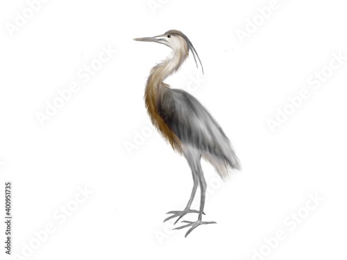 heron bird Illustration isolated on white background great blue heron