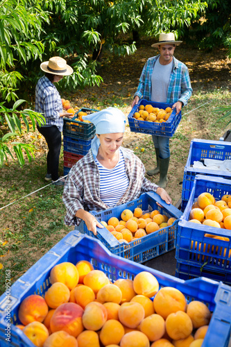 Woman carries boxes of ripe peaches on tractor platform. Harvesting ripe peaches in the orchard