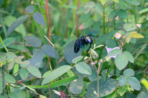 Wild bee, Carpenter bee (Xylocopa sp.) at flower photo