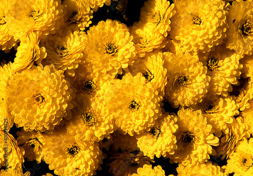 Die Chrysanthemen (Chrysanthemum) sind eine Pflanzengattung in der Familie der Korbblütler