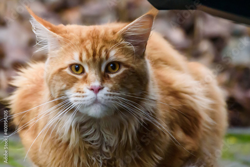 Long haired Maine coon ginger cat.
