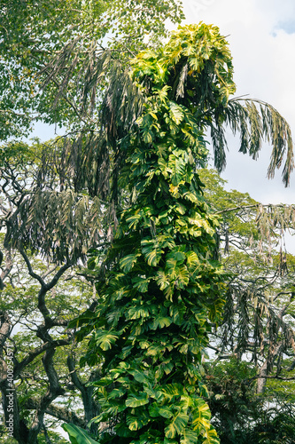 Monstera photo