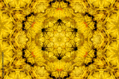 Die Chrysanthemen (Chrysanthemum) sind eine Pflanzengattung in der Familie der Korbblütler