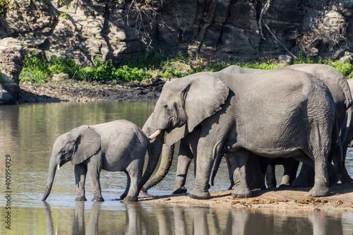 Cute baby African elephant drinking at a waterhole drinking with mother close behind keeping watch in Kruger National Park, South Africa