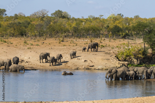Scenic landscape of two large herds of African elephants at a waterhole drinking and bathing in Kruger National Park, South Africa