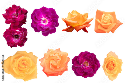 Fototapeta Naklejka Na Ścianę i Meble -  Blurred for Background.Beautiful red and orange color rose isolated on the white background. Photo with clipping path.