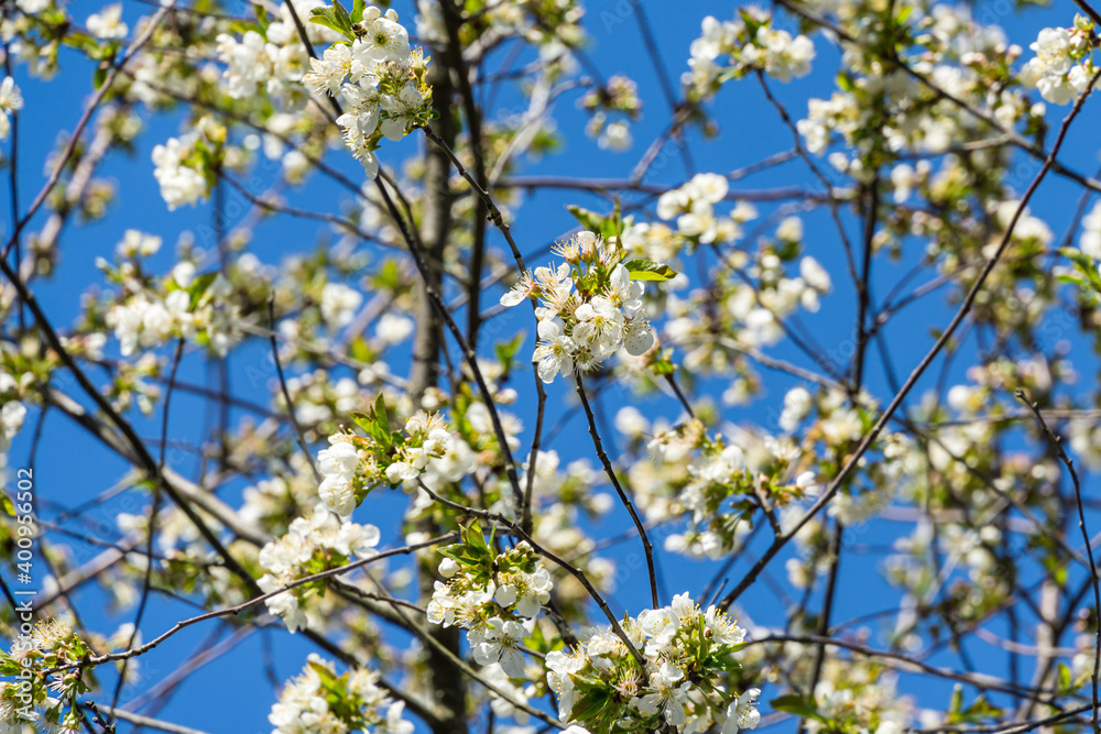 Close-up of white cherry plum flowers blossom in spring. A lot of white flowers in sunny spring day with blue sky. Selective focus. Close-up of white cherry plum flowers blossom in spring. A lot of white flowers in sunny spring day with blue sky. Selective focus.