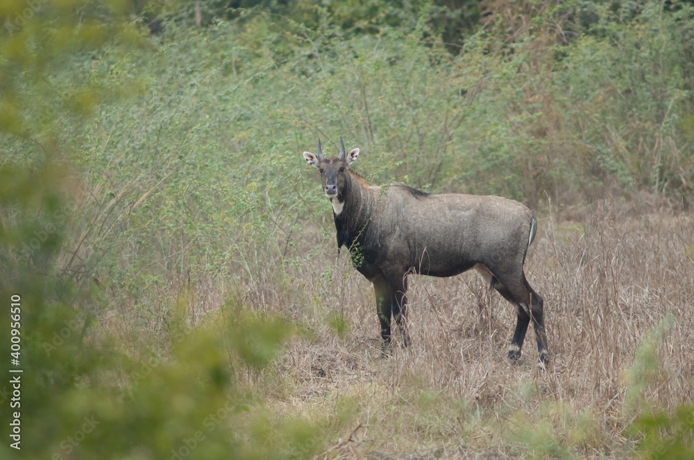 Male nilgai Boselaphus tragocamelus in Keoladeo Ghana National Park. Bharatpur. Rajasthan. India. Male nilgai Boselaphus tragocamelus in Keoladeo Ghana National Park. Bharatpur. Rajasthan. India.