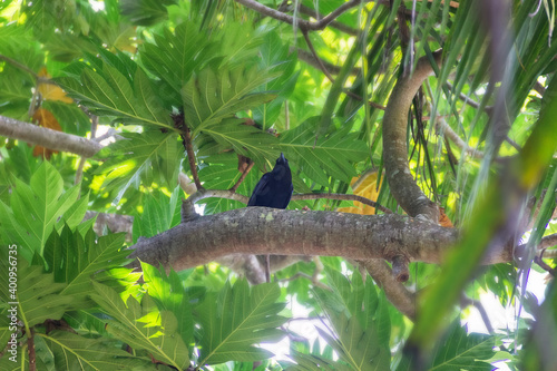 jungle crow (Corvus macrorhynchos) photo