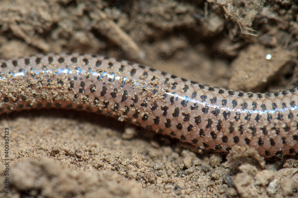 Fototapeta premium Tail of bronze grass skink Eutropis macularia. Keoladeo Ghana National Park. Bharatpur. Rajasthan. India.
