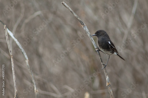 Male pied bush chat Saxicola caprata. Keoladeo Ghana National Park. Bharatpur. Rajasthan. India.