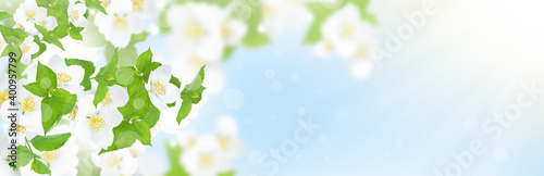 Jasmine flowers and leaves flower panorama. Shallow depth of field.