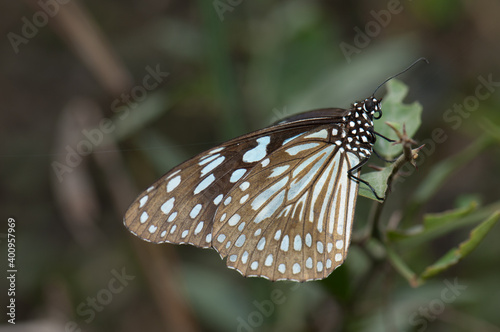 Butterfly blue tiger Tirumala limniace leopardus. Keoladeo Ghana National Park. Bharatpur. Rajasthan. India. © Víctor