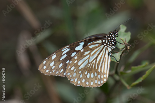 Butterfly blue tiger Tirumala limniace leopardus. Keoladeo Ghana National Park. Bharatpur. Rajasthan. India.