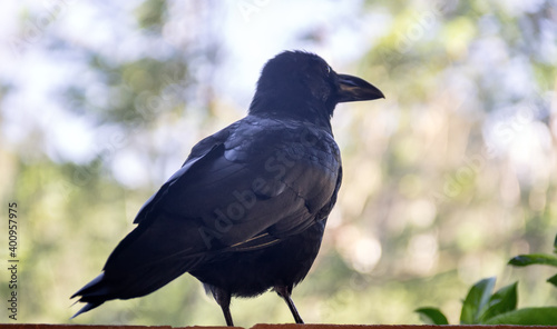 Indian jungle crow