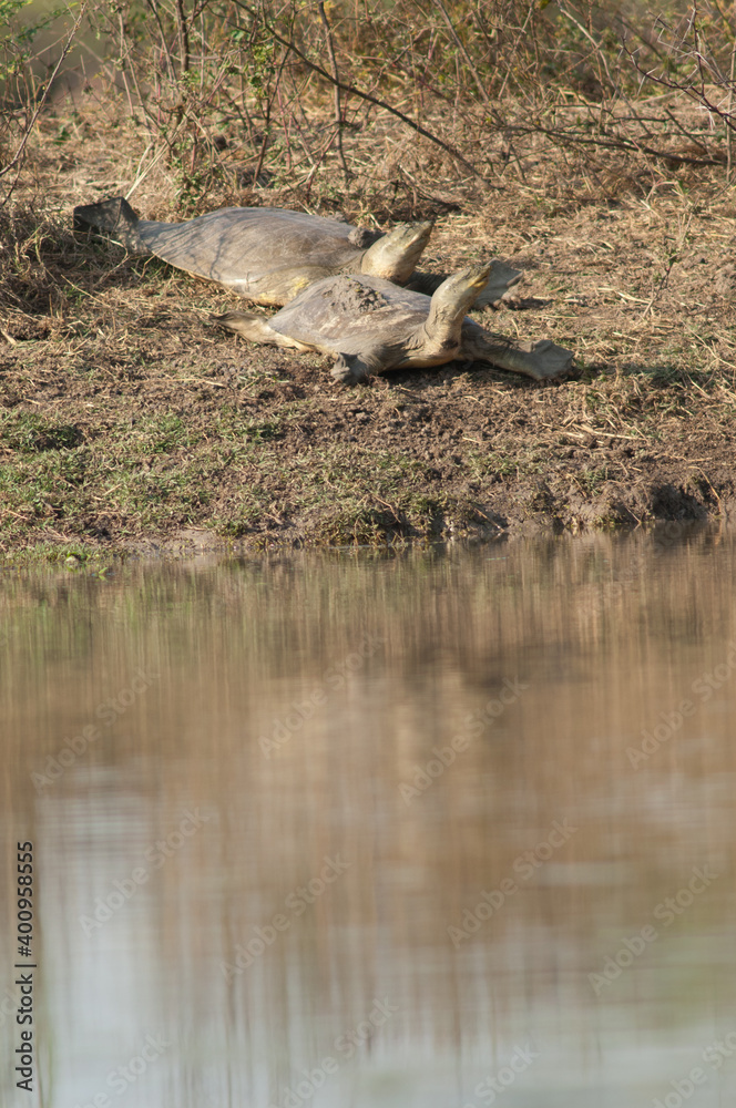 Indian flapshell turtles Lissemys punctata sun basking. Keoladeo Ghana National Park. Bharatpur. Rajasthan. India. Indian flapshell turtles Lissemys punctata sun basking. Keoladeo Ghana National Park. Bharatpur. Rajasthan. India.