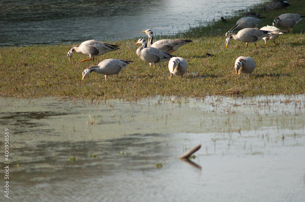 Bar-headed geese Anser indicus searching for food. Keoladeo Ghana National Park. Rajasthan. India.