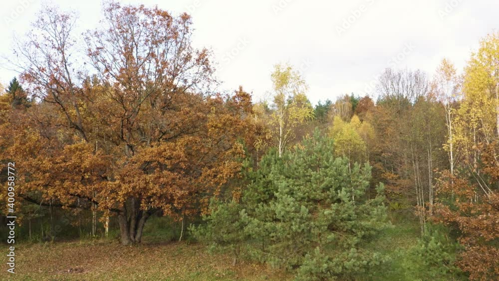 Autumn forest landscape with golden trees, aerial bird-eye view.
Autumn forest landscape with golden trees, aerial bird-eye view.