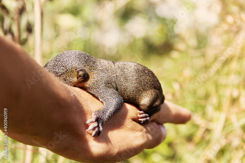 Indian palm squirrel (Funambulus palmarium) pup photo