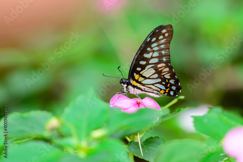 A butterfly(Graphium chironides) resting on a leaf. 