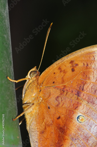 A butterfly(Discophora sondaica) on the bamboo. photo