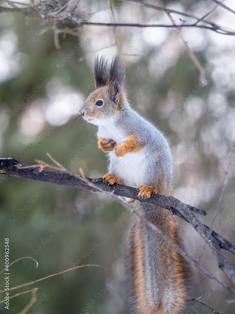 The squirrel with great tail sits on tree branches in the winter or autumn The squirrel with great tail sits on tree branches in the winter or autumn