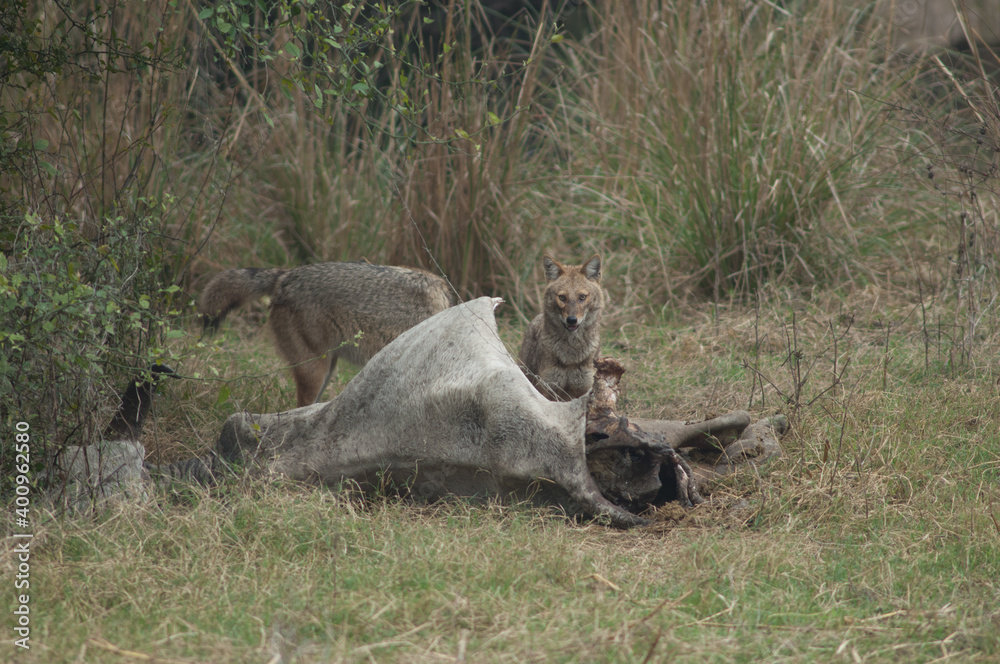 Golden jackals Canis aureus indicus feeding of a dead zebu. Keoladeo Ghana National Park. Bharatpur. Rajasthan. India. Golden jackals Canis aureus indicus feeding of a dead zebu. Keoladeo Ghana National Park. Bharatpur. Rajasthan. India.