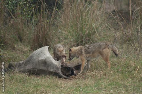 Golden jackals Canis aureus indicus eating a dead zebu. Keoladeo Ghana National Park. Bharatpur. Rajasthan. India.