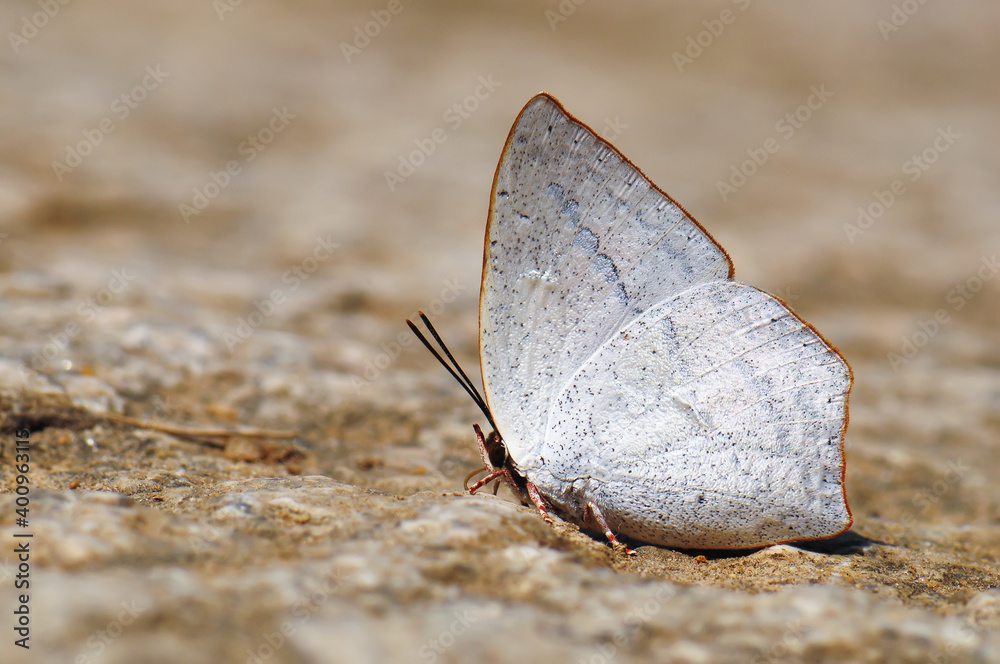 A white butterfly(Curetis acuta Moore) resting on the stone surface A white butterfly(Curetis acuta Moore) resting on the stone surface