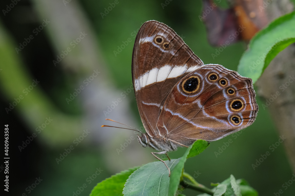 Obraz premium A butterfly (Lethe confusa) rests on a leaf 