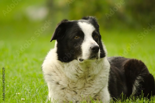 border collie dog Caring and tireless herd guard