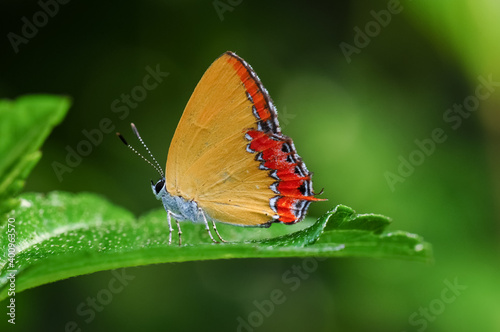 A butterfly (Heliophorus phoenicoparyphus) stops on a leaf
 photo