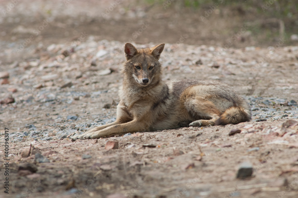 Golden jackal Canis aureus indicus lying on the ground. Keoladeo Ghana National Park. Bharatpur. Rajasthan. India. Golden jackal Canis aureus indicus lying on the ground. Keoladeo Ghana National Park. Bharatpur. Rajasthan. India.