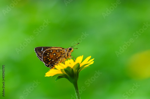 A butterfly(Isoteinon lamprospilus) resting on a flower.