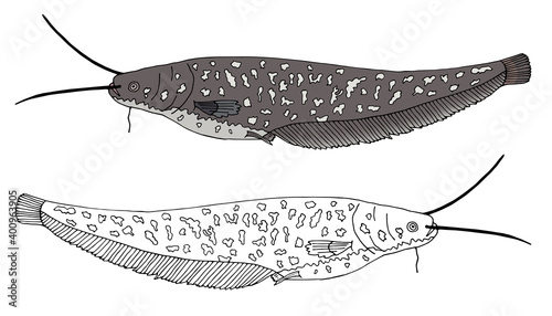 Hand drawing of beautiful catfish isolated. Set of fish in color and black and white. Design elements. Vector illustration.