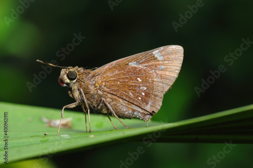 A butterfly(Parnara guttata) resting on a leaf. 