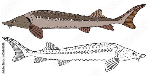 Sturgeon fish hand drawn, set. Beautiful fish in color and black and white. Vector illustration.
